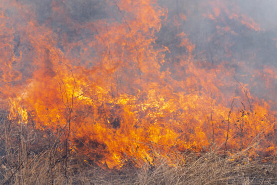 Waldbrand