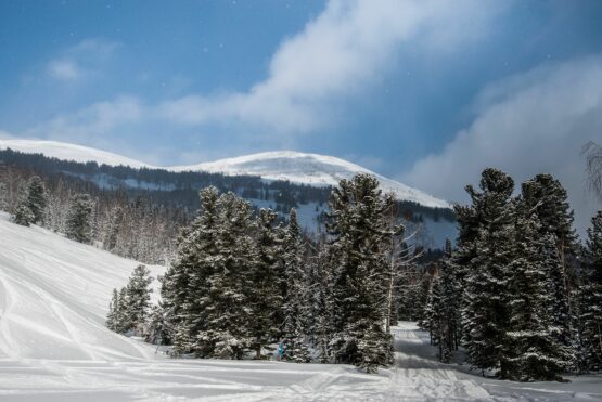 beautiful winter landscape in the forest.