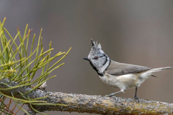 srested tit sitting on a spruce tree branch