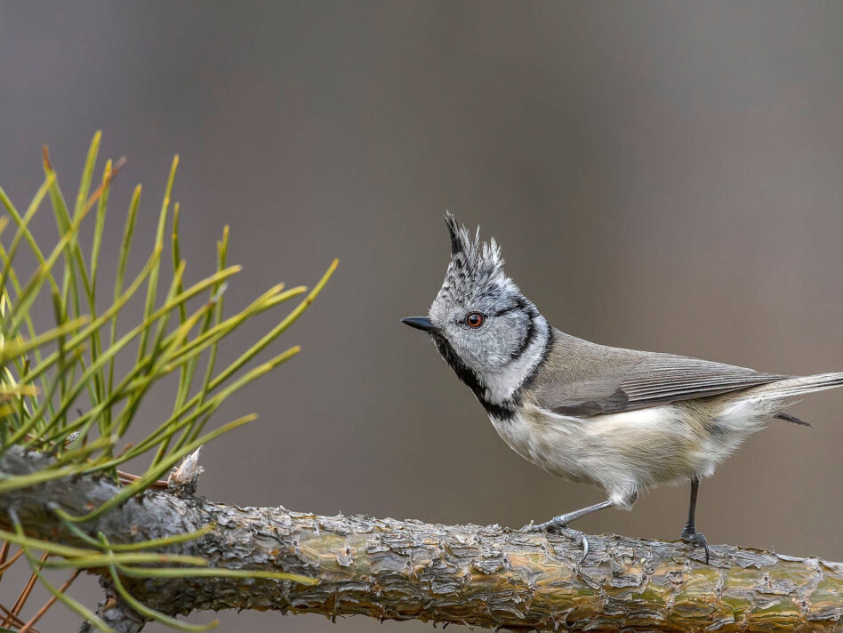 srested tit sitting on a spruce tree branch