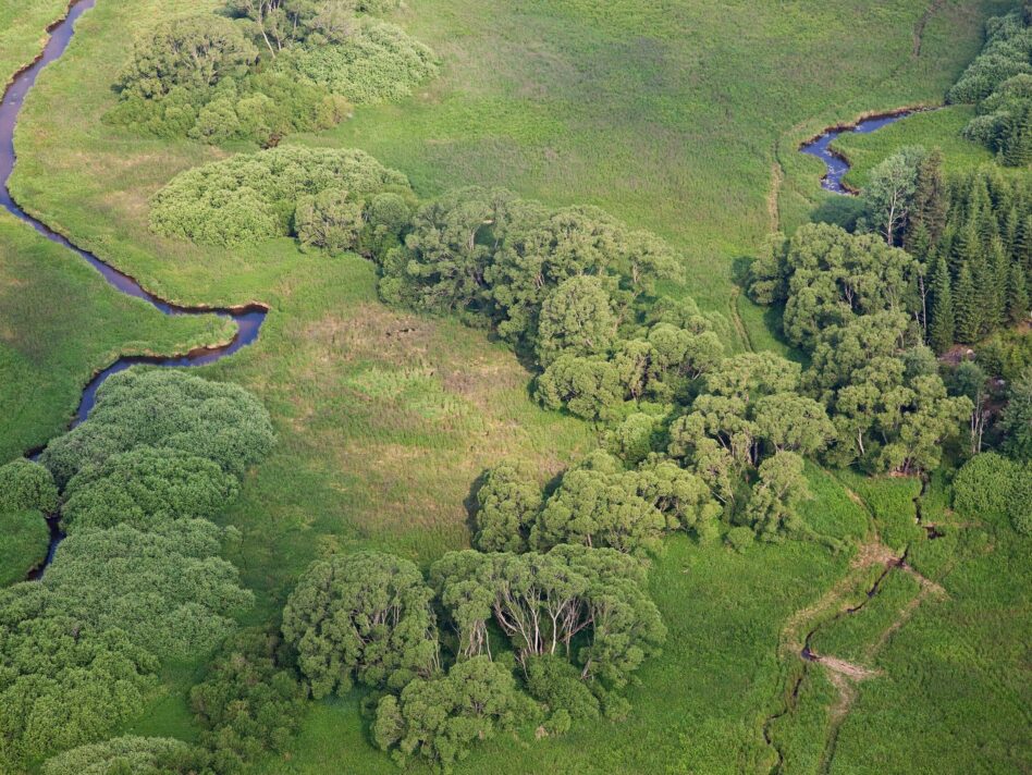 Auen – wie hier am Grünen Band an der Maltsch bei Leopoldschlag – sind wertvolle Überflutungsflächen an Flüssen und Bächen
