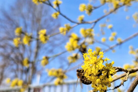 Monatssieger März – Biene auf der Kornelkirsche, Magdalena Gavino-Schlager, Bienenfreundliche Gemeinde Vöcklabruck